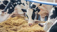 Methane-Reducing Feed Additives Article Thubnail