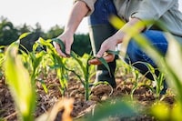 Pest-Fighting Crop Lines Image 1