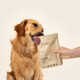 Dog-Friendly Vitality Chews Image 3