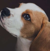 Digital Canine Caretakers Image 1
