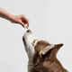 Stress-Busting Pet Supplements Image 1