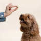 Hip-Helping Dog Supplements Image 1