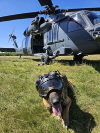 Modular Canine Helmets Image 2