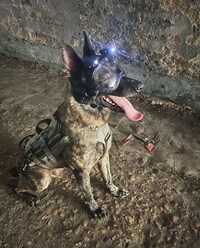 Modular Canine Helmets Image 3