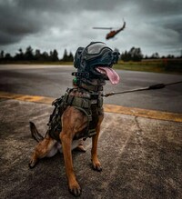 Modular Canine Helmets Image 6