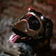 Modular Canine Helmets Image 7
