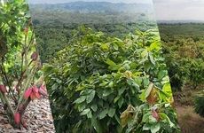 Sustainable Cocoa Farming Practices