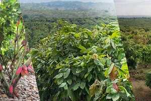 Sustainable Cocoa Farming Practices Article Thubnail