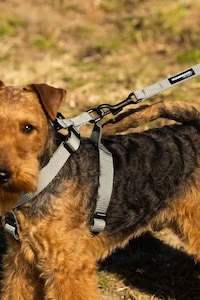 Minimalist Pet Accessory Collections Image 2