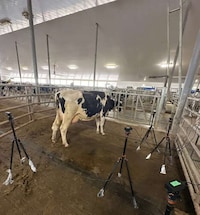 AI Cow Health Tools Image 1