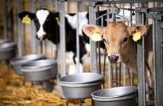 Automated Cattle Systems