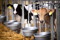 Automated Cattle Systems Image 1