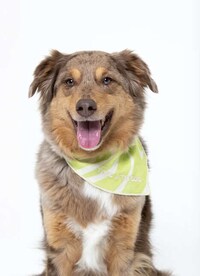 Model-Launched Pet Brands Image 5