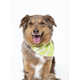 Model-Launched Pet Brands Image 5