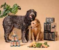 Planet-Friendly Dog Foods