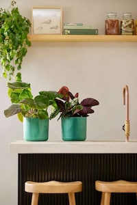 Ocean Plastic Pot Capsules