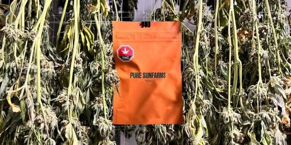 Trial Cannabis Strain Programs