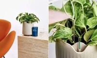Plant-Powered Air Purifiers Image 3