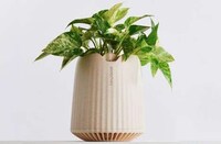 Plant-Powered Air Purifiers Image 5