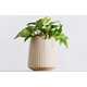 Plant-Powered Air Purifiers Image 5