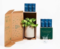 Plant-Powered Air Purifiers Image 6