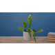 Indoor Houseplant Care Technology Image 1