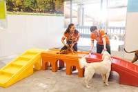 Overnight Canine Daycares Image 1