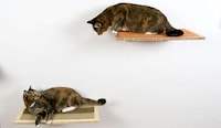 Panelized Feline Furniture Image 7