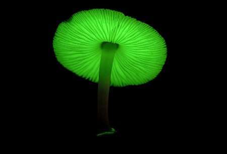 20 Funky Fungi Finds