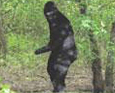 13 Funny Bigfoot Features