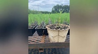 Sustainable Decomposing Containers Image 1