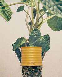 Wasabi-Inspired Home Fragrances Image 2
