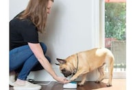 App-Connected Dog Training Buttons Image 1