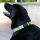 Pet Safety Collars Image 1