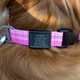 Pet Safety Collars Image 4