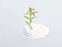 Puddle-Imitating Minimal Vessels Image 4