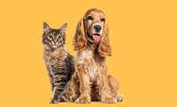 Animal-Focused GLP-1 Supplements Image 1