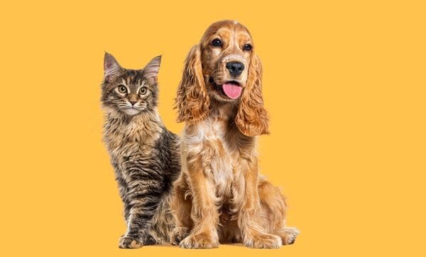 Top 30 Pets Trends in August