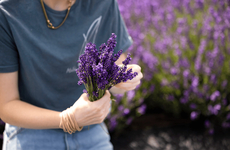 Free Lavender Farm Experiences