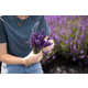 Free Lavender Farm Experiences Image 1