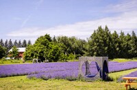Free Lavender Farm Experiences Image 3