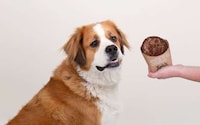 Dog-Centric Summer Menus Image 1