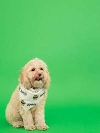 Dog-Centric Summer Menus Image 2