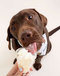 Dog-Centric Summer Menus Image 5