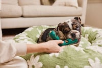 Dental Health Dog Toys Image 1