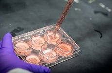 Cell-Based Meat Manufacturing Solutions