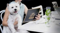 Dog-Friendly Dining Events Image 1