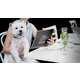 Dog-Friendly Dining Events Image 1