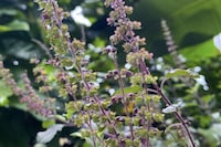 Adaptogen-Based Savory Teas Image 3