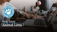 Animal Welfare Collaborations